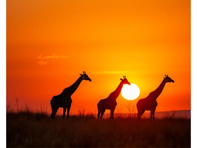 African safari with giraffes at sunset